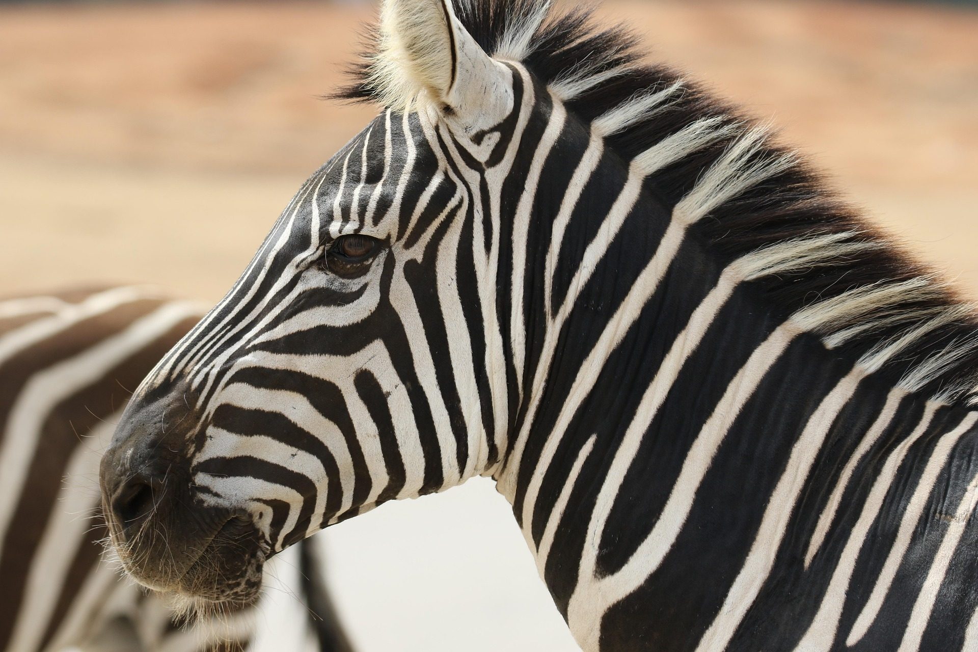 About 2 Cent Billion Africa Safari's