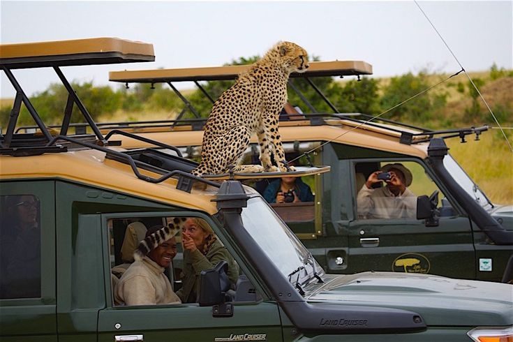 Tailored Safari Planning & Booking