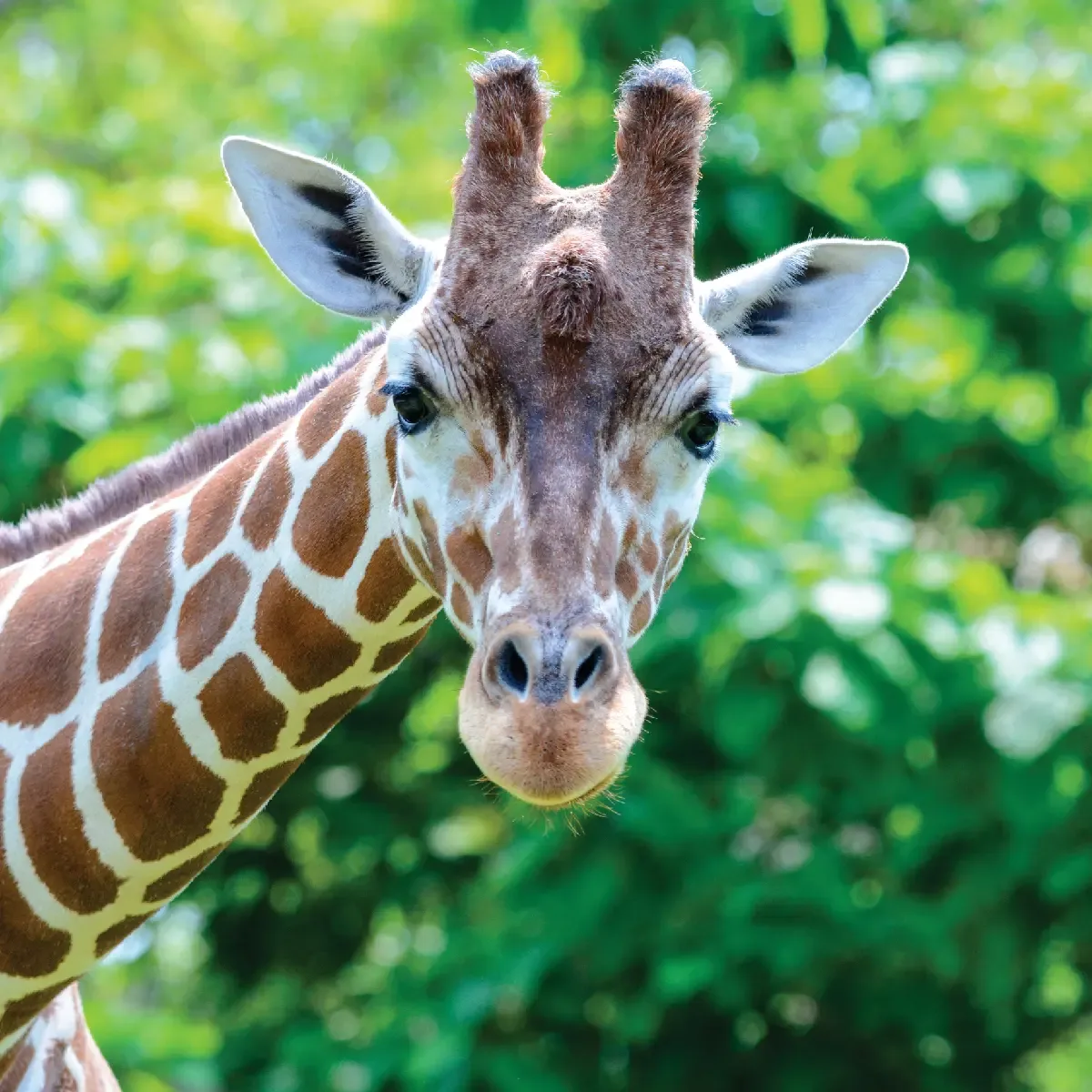About 2 Cent Billion Africa Safari's