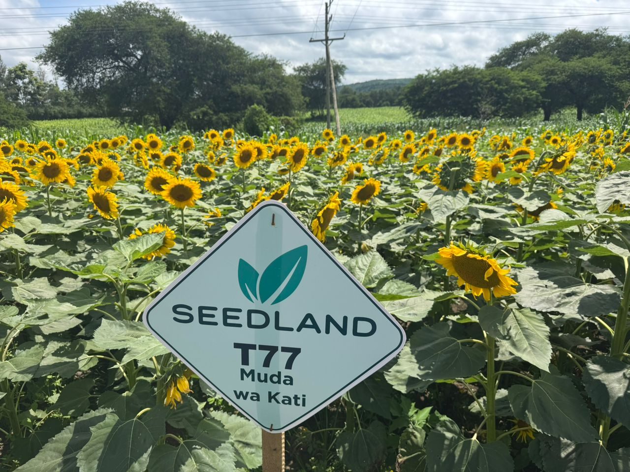 SLD 77  SUNFLOWER HYBRID SEED