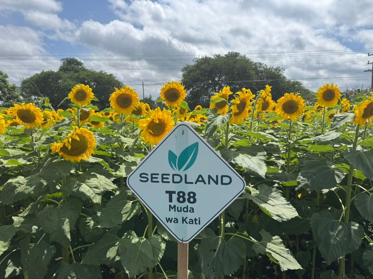 SLD 88  SUNFLOWER HYBRID SEED