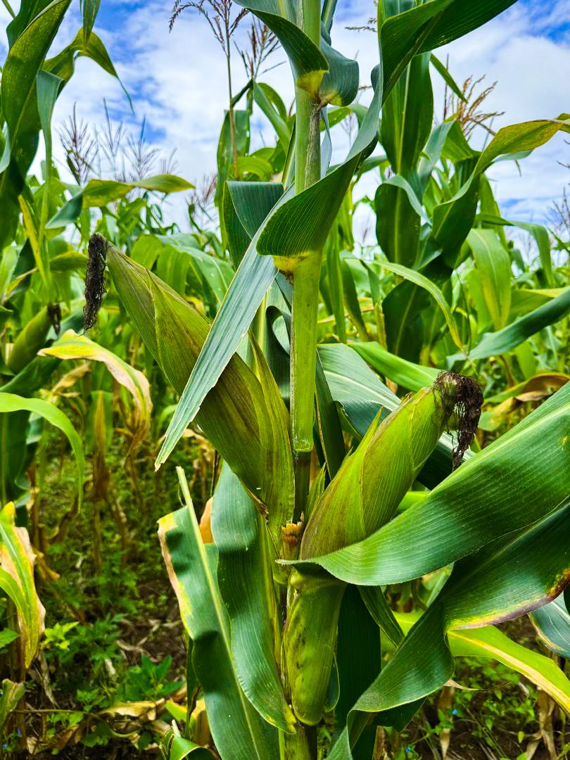 MAIZE SEED T416