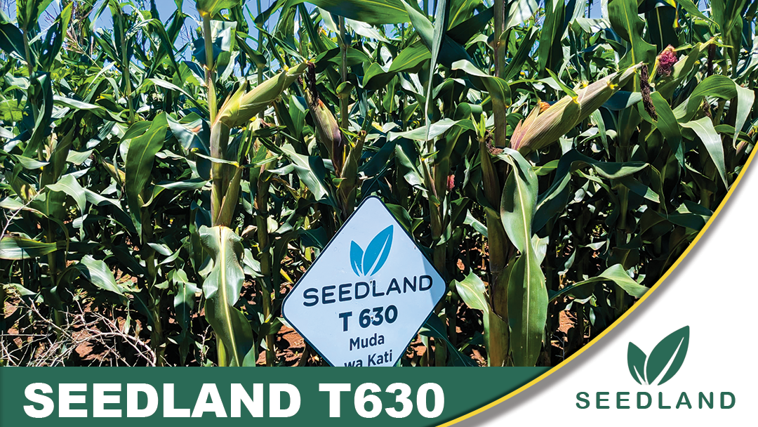MAIZE SEED T630