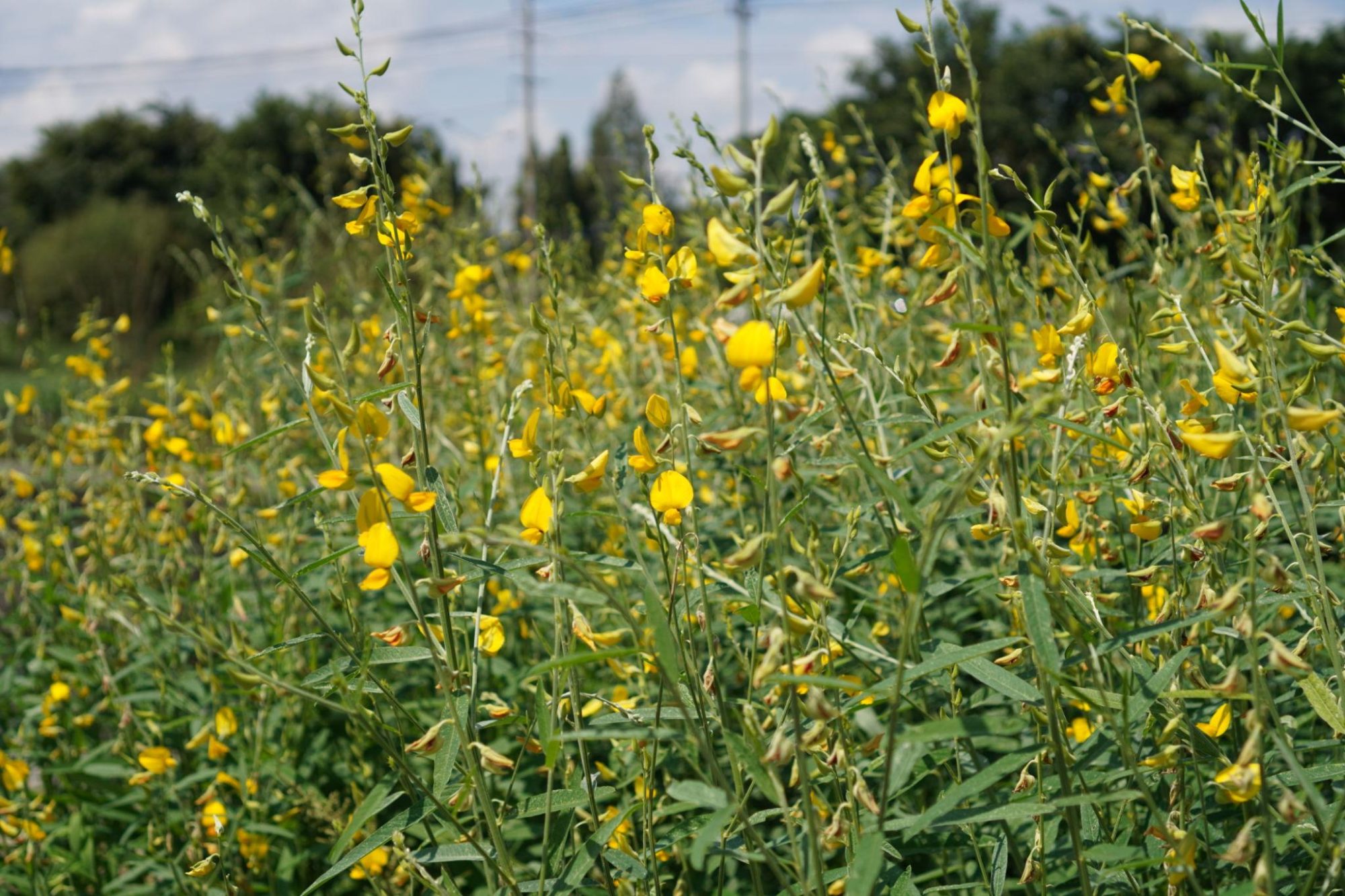 SUNNHEMP SEEDS