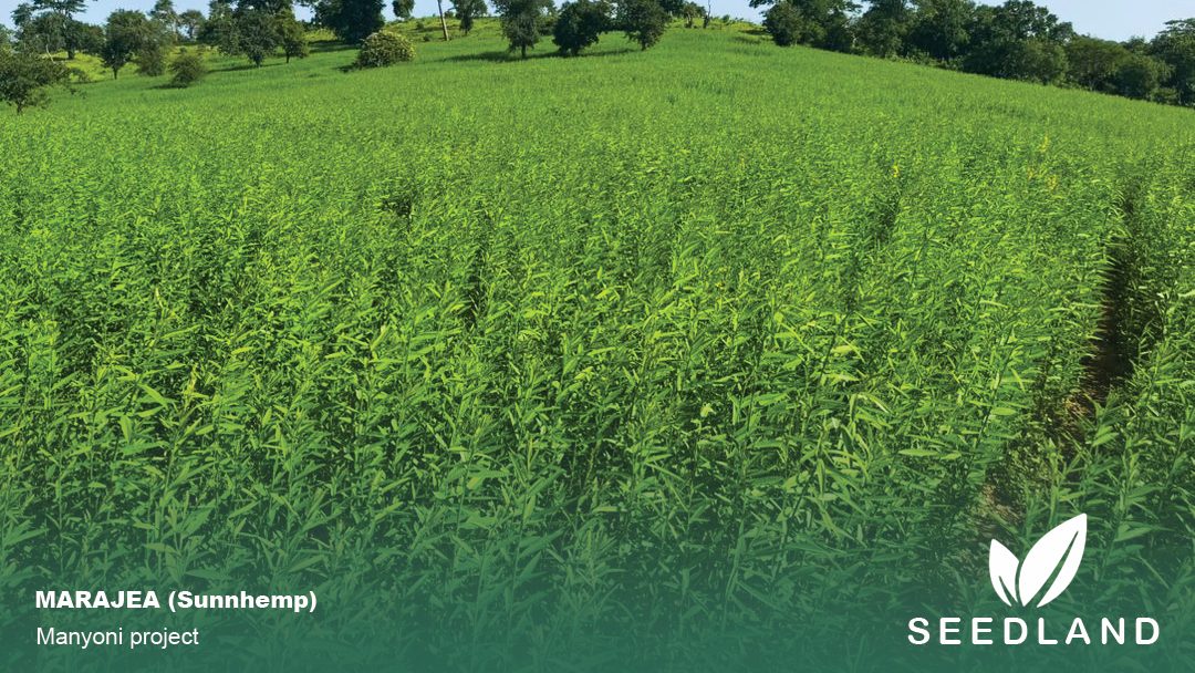SUNNHEMP SEED