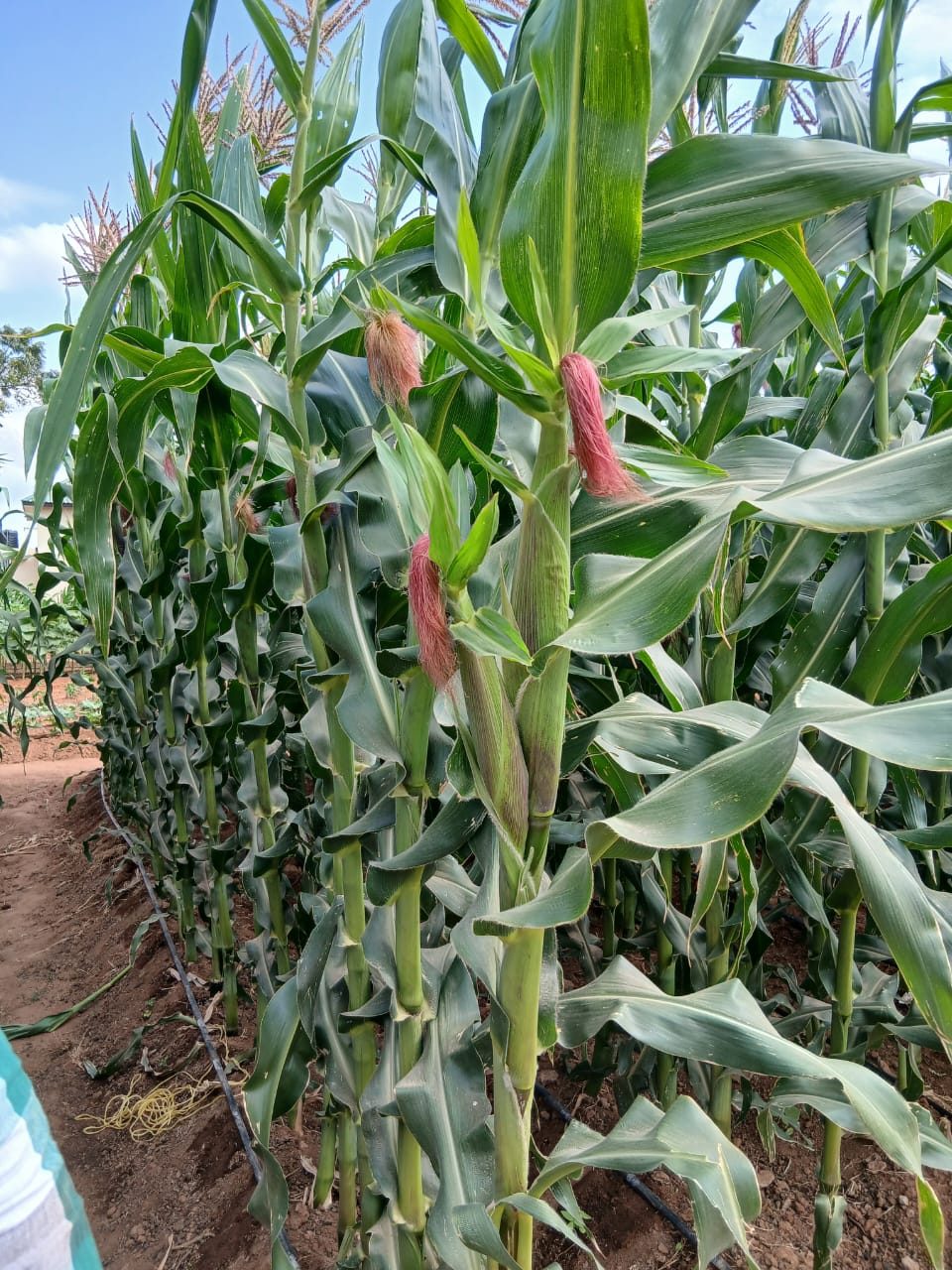 T630 HYBRID MAIZE