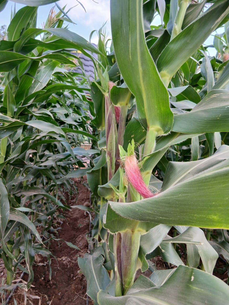 T416 HYBRI MAIZE