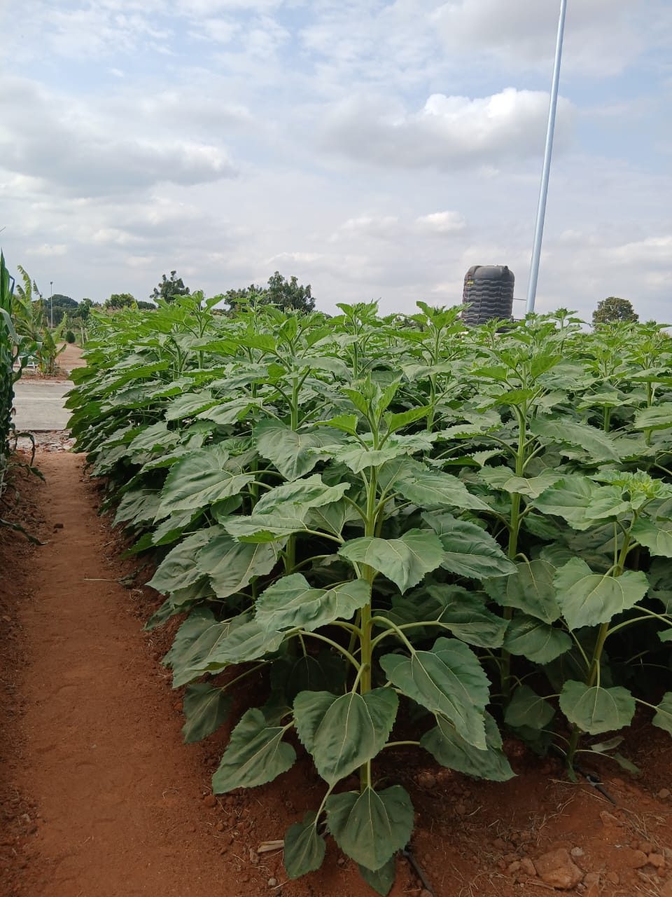 SEEDLAND 77 SUNFLOWER