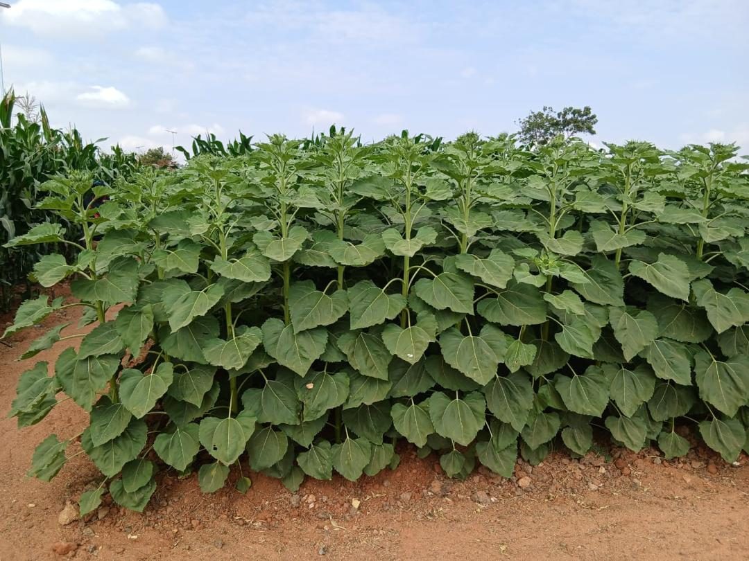 SEEDLAN 88 SUNFLOWER