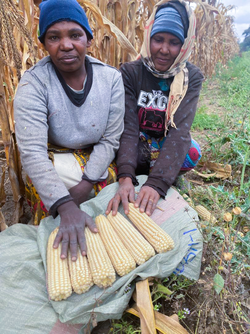 About Seedland Ltd