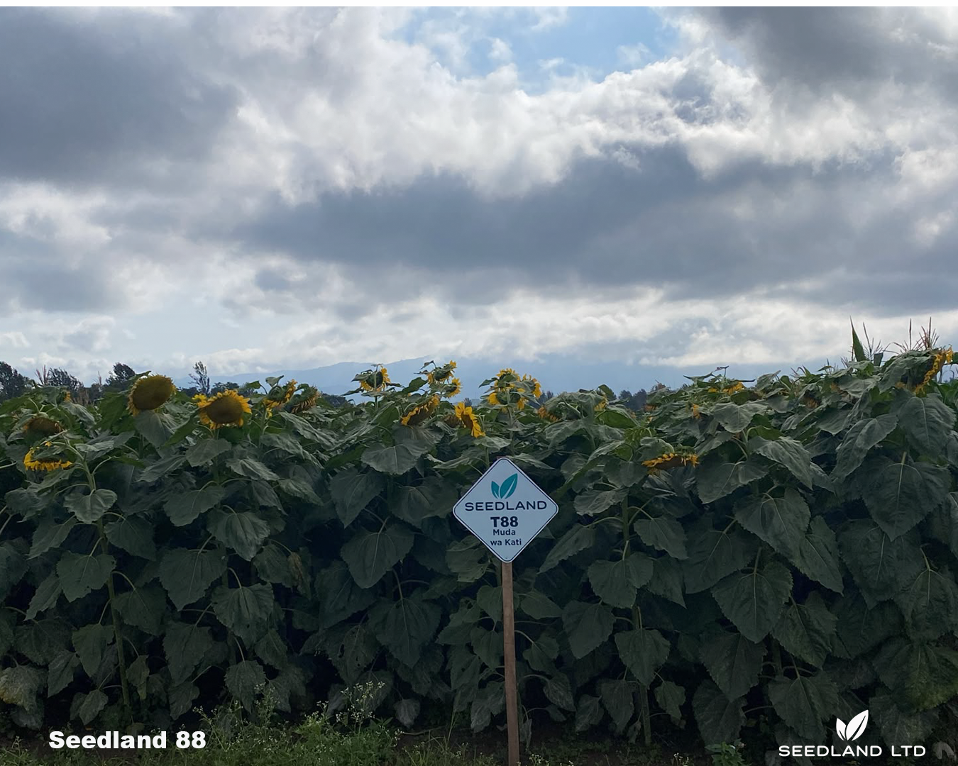 Seedland 88 farm located at TARI