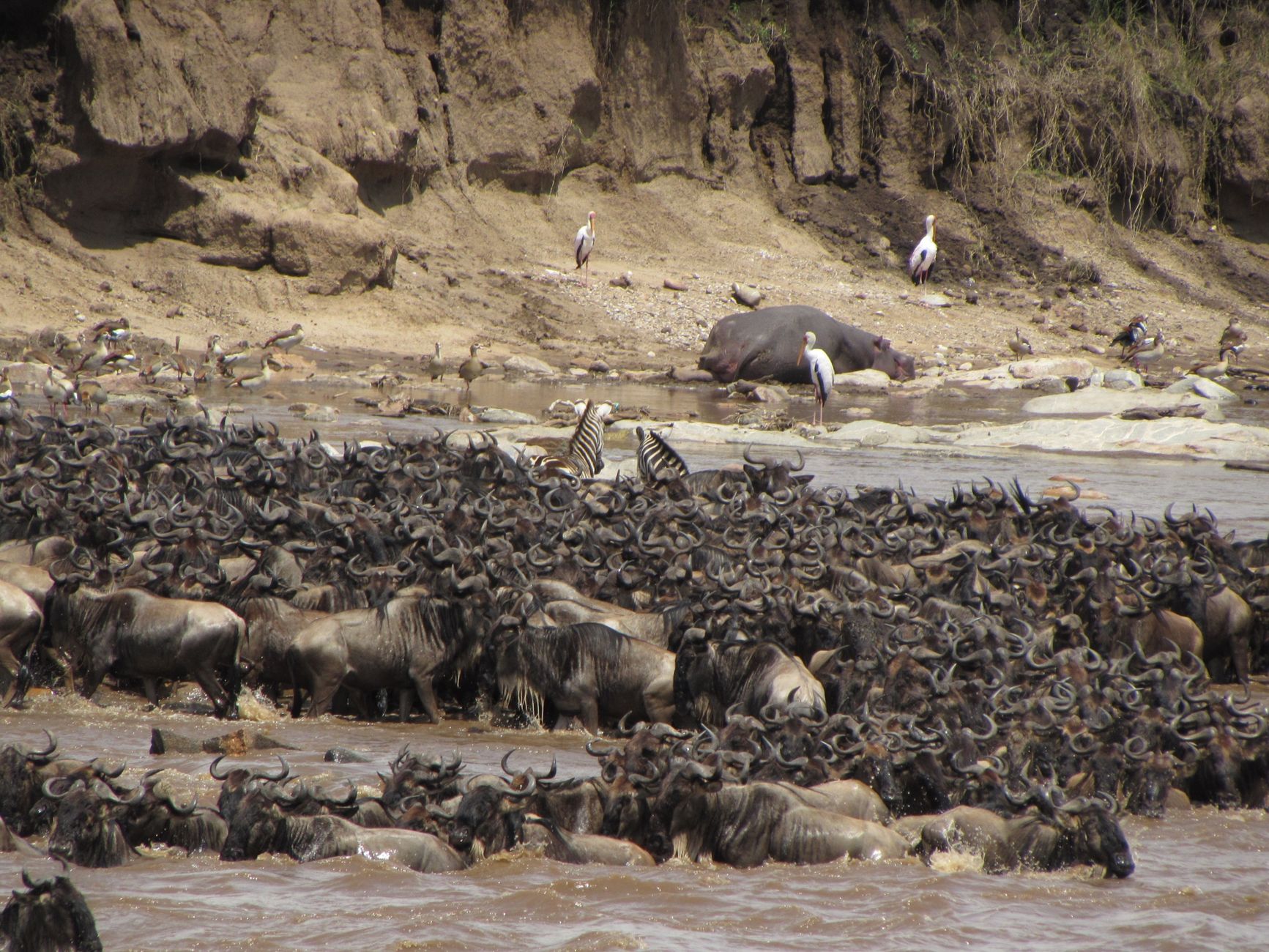 The Best Time to Witness the Great Migration in Tanzania