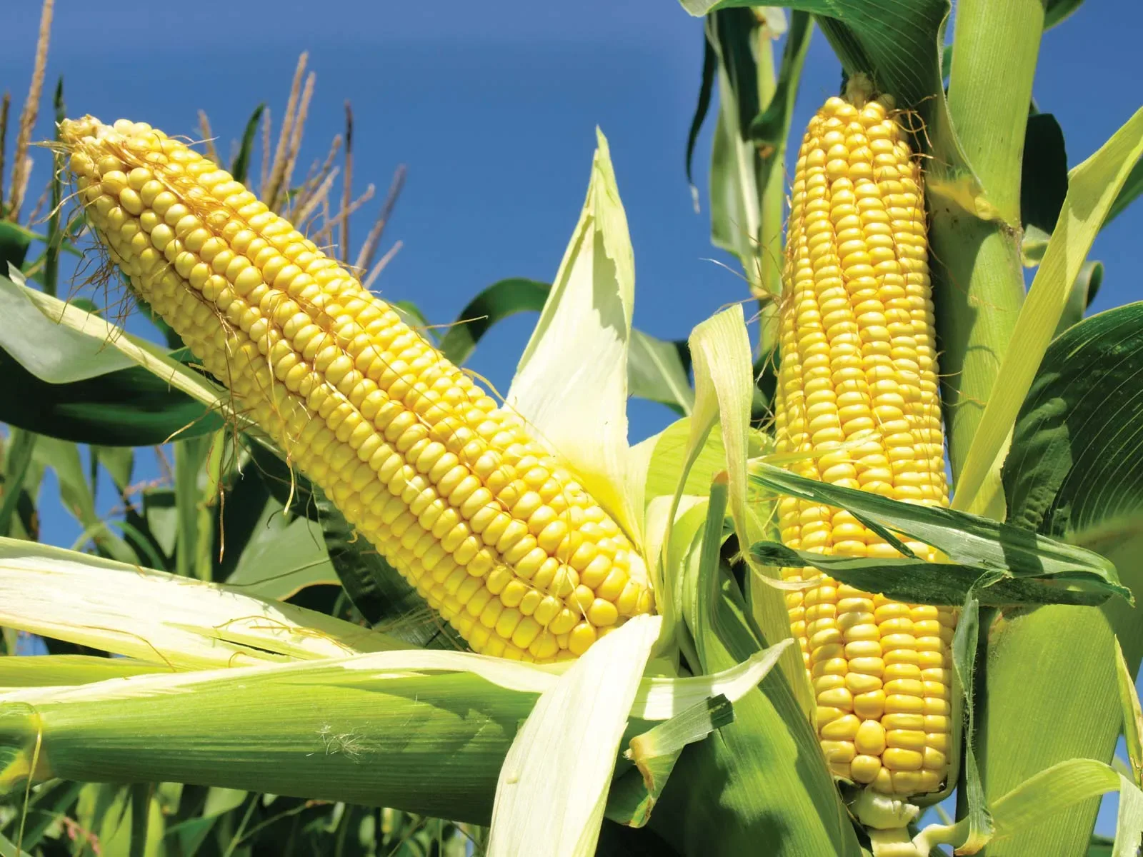 Bulk Maize Supply