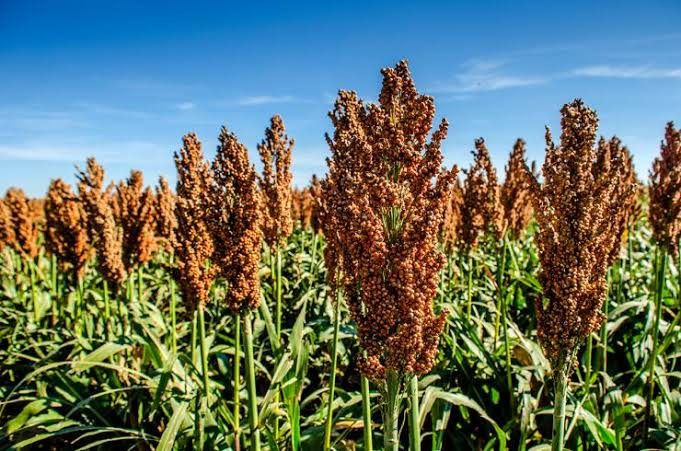 Sorghum
