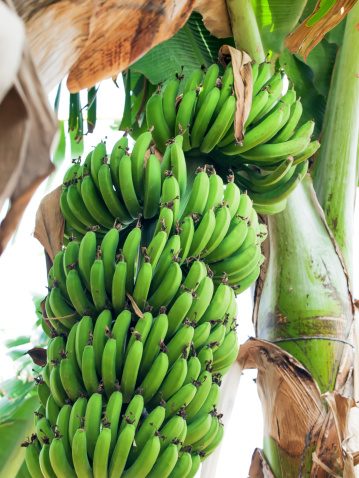 Green bananas