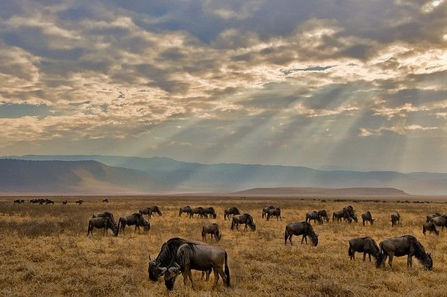 3-Day Tarangire, Ngorongoro & Manyara Group Safari