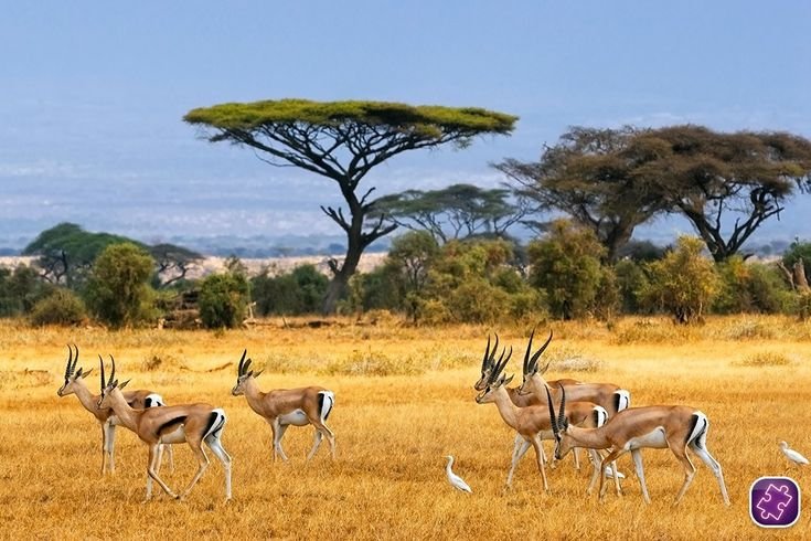 8-Day Encounter the Big 5 & Mt Kilimanjaro & Coffee Tour