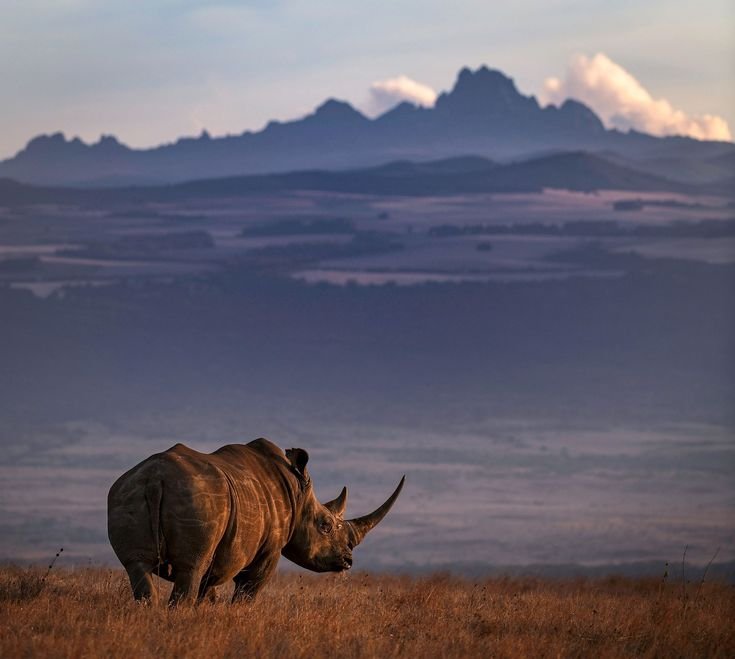 6-Day Mara, Serengeti & Ngorongoro in One Epic Journey