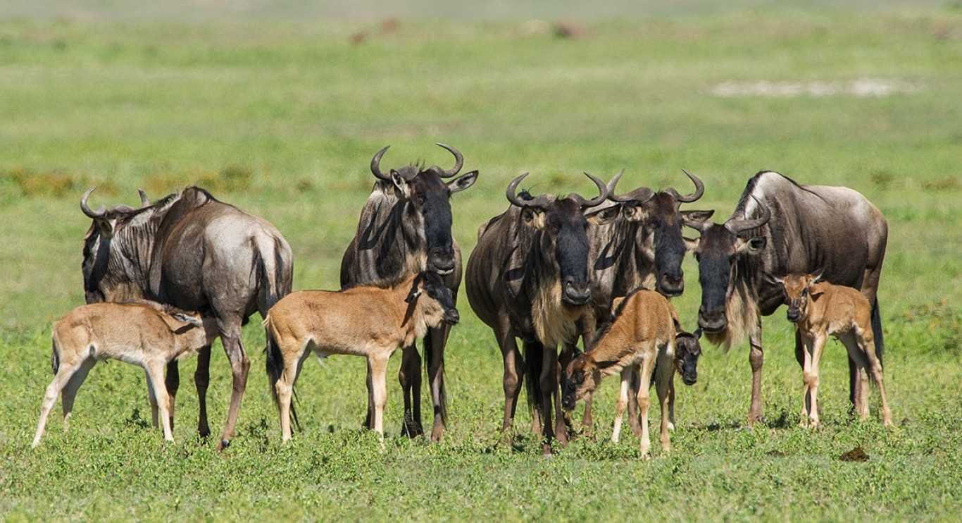 6-Day Wildebeest Migration Safari (Calving Season)