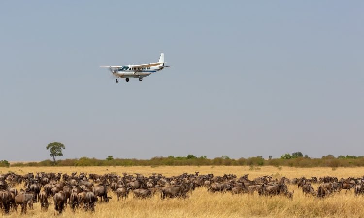 4-Day Fly-In Serengeti Safari (Northern & Central Serengeti)
