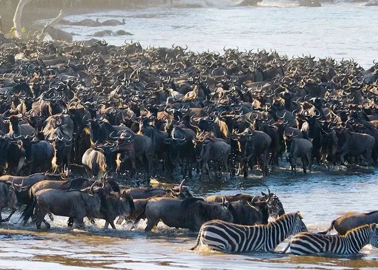 6-Day Tanzania Great Migration Safari (Ngorongoro & Serengeti)