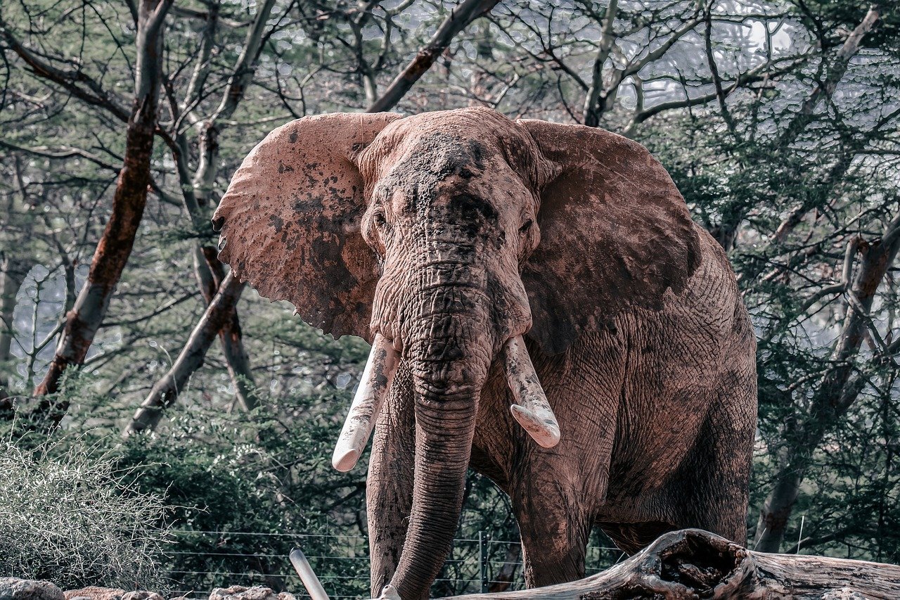 4-Day Tarangire, Serengeti & Ngorongoro Safari