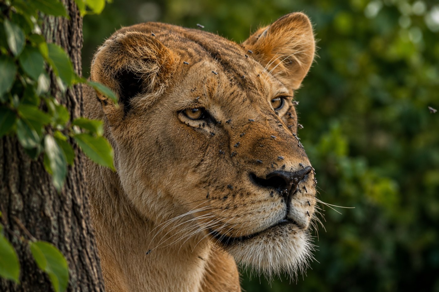 3-Day Serengeti & Ngorongoro Safari