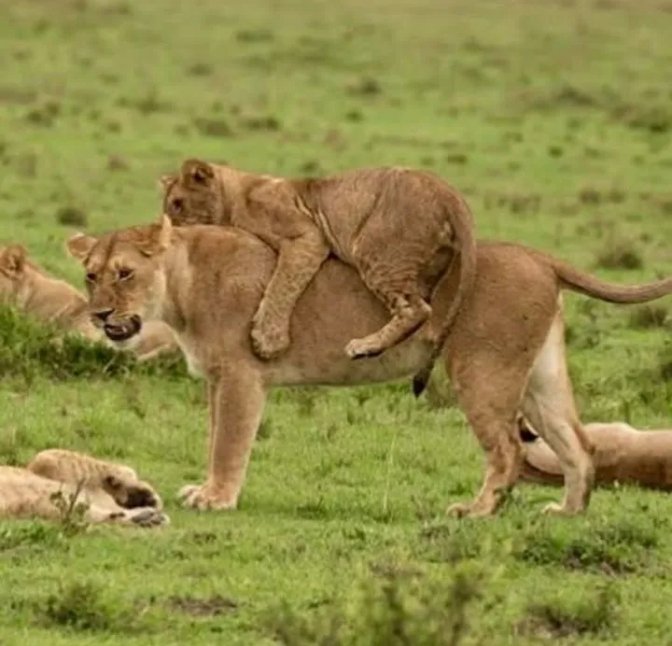15-Day Ultimate Tanzania Adventure