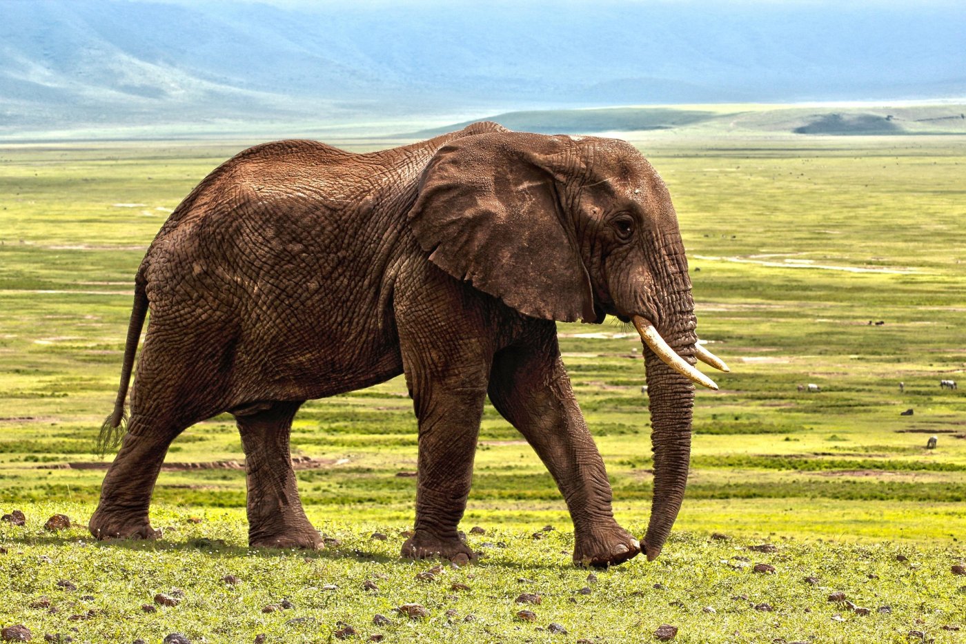 2-Day Tarangire and Ngorongoro Safari
