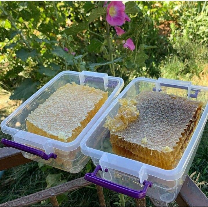 Natural Propolis & Pollen